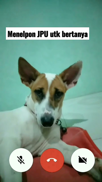menelpon JPU. #shorts #shortsvideo #anjing #anjinglucu #dog #dogs #doglover