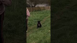 Chihuahua And Dachshund Face To Face With Danger Dog #dog #dogwalk #staffy #puppy #offleashlife