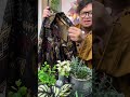 ￼NRKY Kemeja pria motif batik tribal nusantara lengan pendek bahan adem
