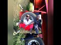 lari Dan photo compilation