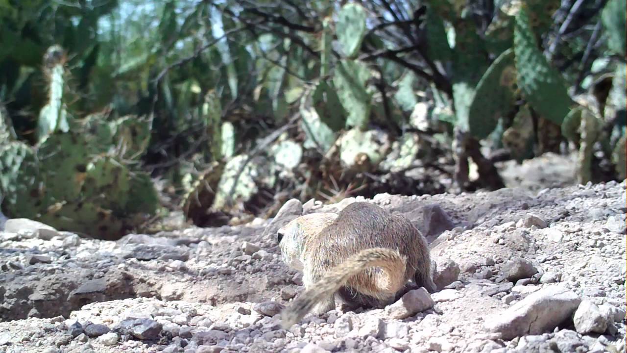 Round-tailed Ground Squirrel