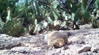 Round-tailed Ground Squirrel