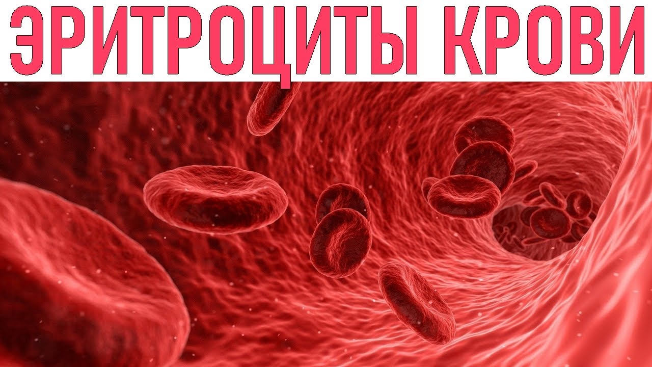 ВСЕ ЧТО НУЖНО ЗНАТЬ О ЭРИТРОЦИТАХ | Зачем нужны эритроциты и сколько их ...