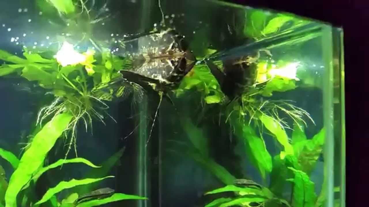 african butterfly fish care