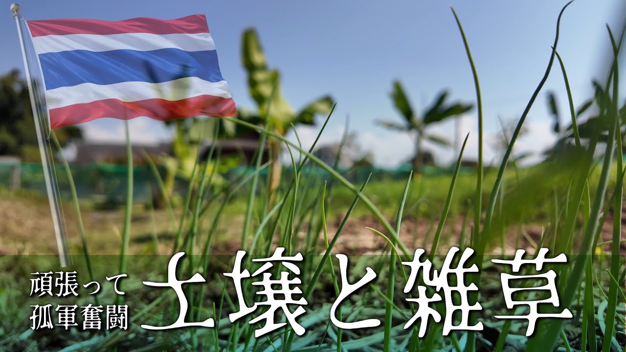 G0045･小さな芽が出た・土壌作りでひたすら一人で雑草を抜く日々