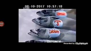 Hi-Q Fish Can (Version 2) TVC 2017