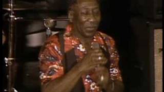 Muddy Waters - Mannish Boy - ChicagoFest 1981 chords