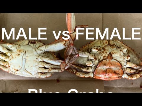 BLUE CRABS Male vs Female