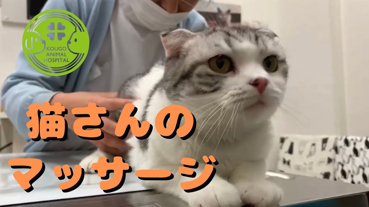 猫の診療最前線 猫の診療最前線 猫の診療最前線 |本 | 通販 | Amazon