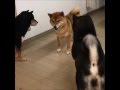 To be continued | Funny Shiba Inu