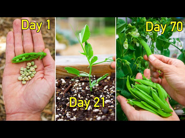 How to Grow Peas, Complete Growing Guide class=