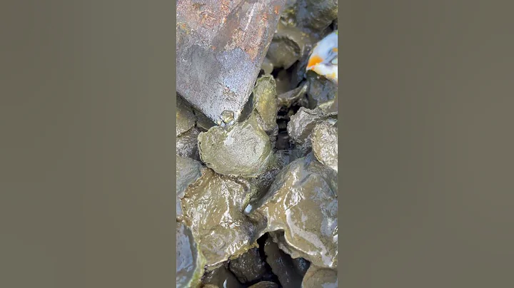 Oyster A lot After The Sea Low Tide  #oysters #usa #100kviews #fyp #viral #tiktok #ur #uk #us