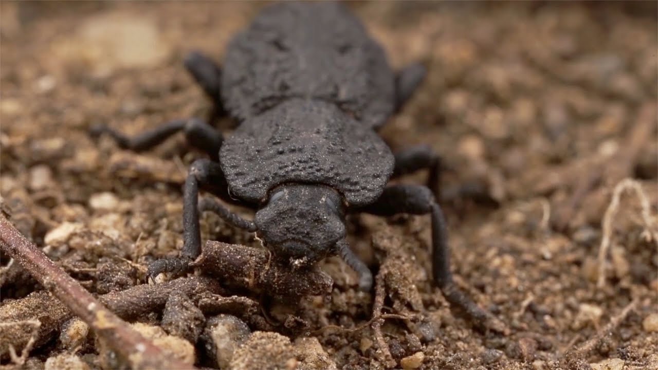 Meet the diabolical ironclad beetle, which can survive being run ...