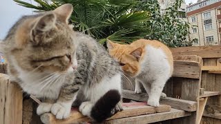 Male cat wants to mate, female cat does not allow.
