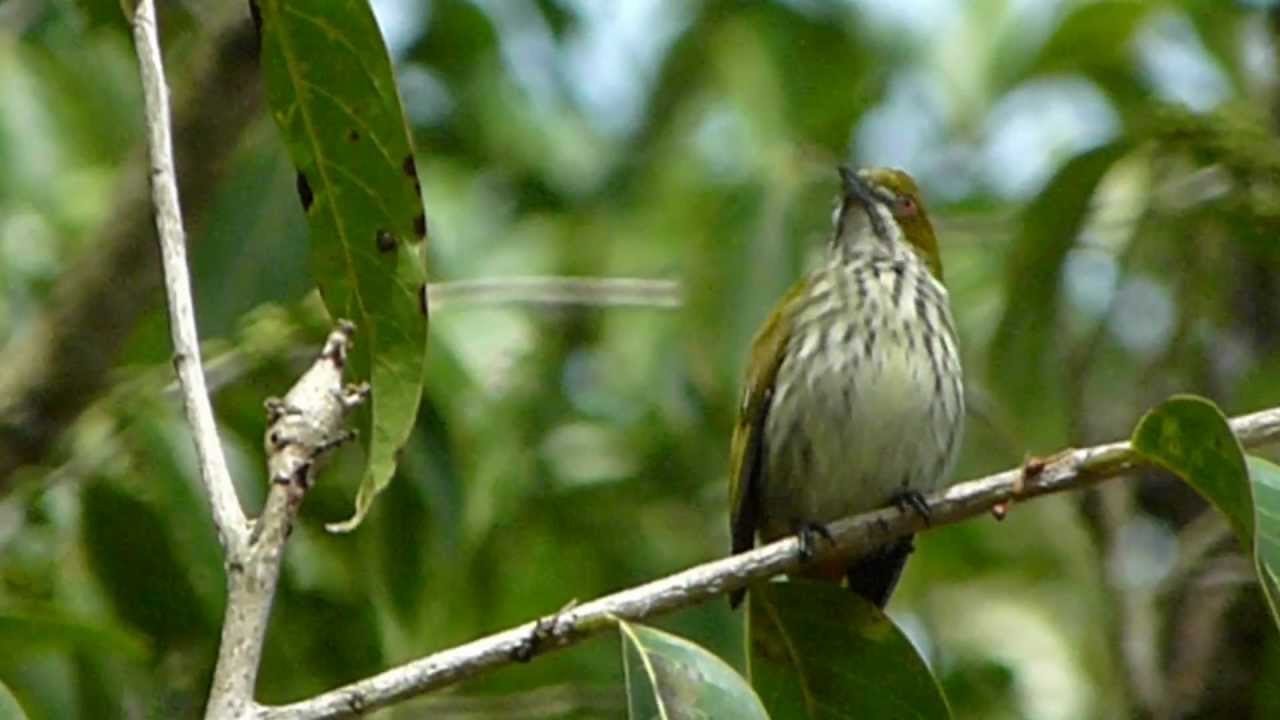 Yellow-vented Flowerpecker 