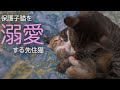 家族になった保護猫6匹 先住猫たちの子猫への反応は……?