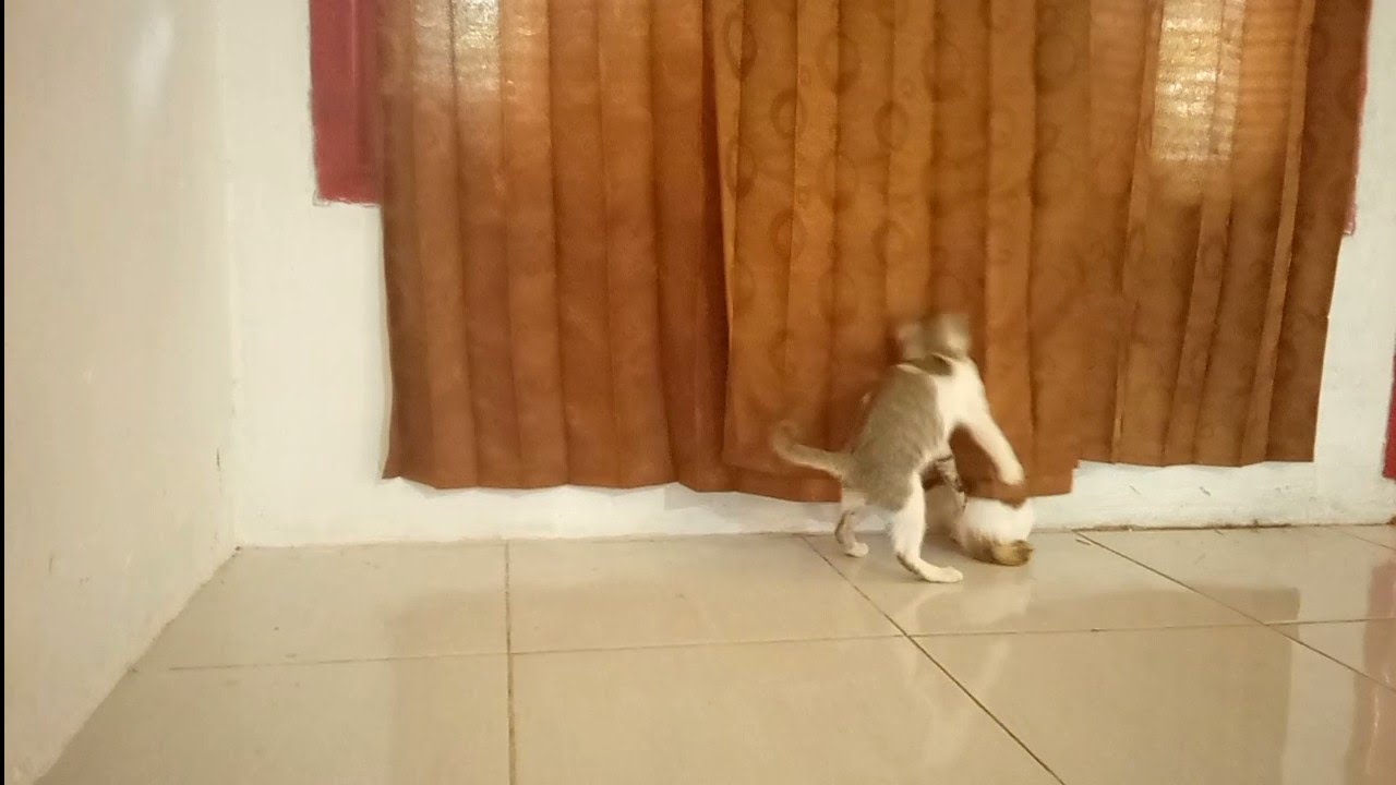 KUCING IMUT LUCU BERMAIN, NGGAK NYANGKA LOMPATANNYA SEPERTI INI....‼️🙂🙂 ...