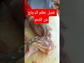 طريقة فصل عظم الدجاج عن اللحم #نزع_عظام_الدجاج #shorts #short