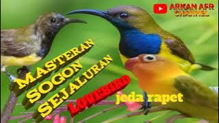 MASTERAN SOGON GACOR full tembakan ISIAN LOVEBIRD sejaluran #masteransogongacor