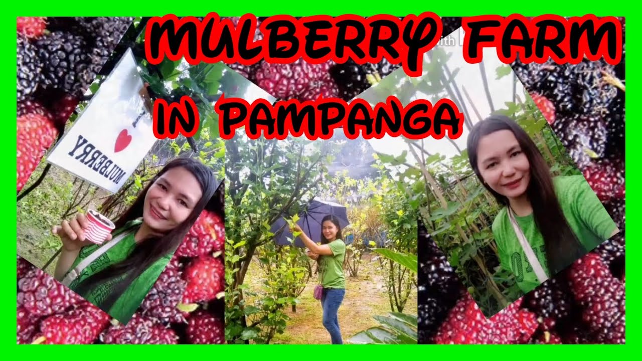 Mulberry Farm in Pampanga Wilson's Instant Tree Bank YouTube