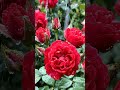 #red#rose#bloom#rain#rainyday#budding