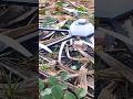 DRONE MANCING 2