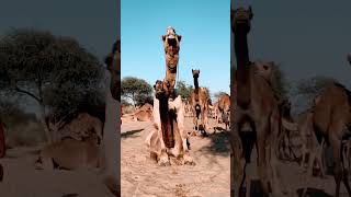 মলনর সময উটর এই নরবতর করণ জনল অবক হবন