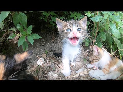 My Cat Attacks Me When I Make Her Angry My Cat Attacks Me When I Make Her Angry