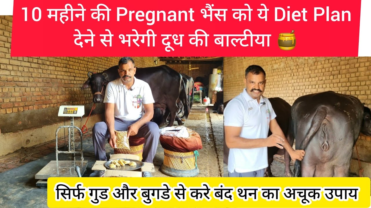 😎मात्र 7 दिन ये Diet Plan देने से भैंस देगी भरपूर मात्रा में दूध,बंद थन का अचूक उपाय Super DietPlan.