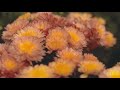 美妙音乐 清除负能量 冥想音乐 治疗音乐 背景音乐 瑜伽音乐 纯音乐 第一辑 花 美妙音乐 清除负能量 冥想音乐 治疗音乐 背景音乐 瑜伽音乐 纯音乐 第一辑 花
