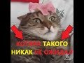 Приколы с котами - КОТ ОХРЕНЕЛ ОТ ПОВЕДЕНИЯ СВОЕЙ ХОЗЯЙКИ