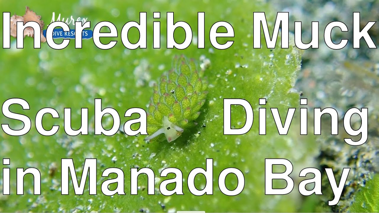 Incredible Muck Scuba Diving in  Manado Bay - North Sulawesi - Indonesia