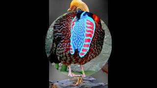 Dajaj Zina 2019 دجاج الزينة