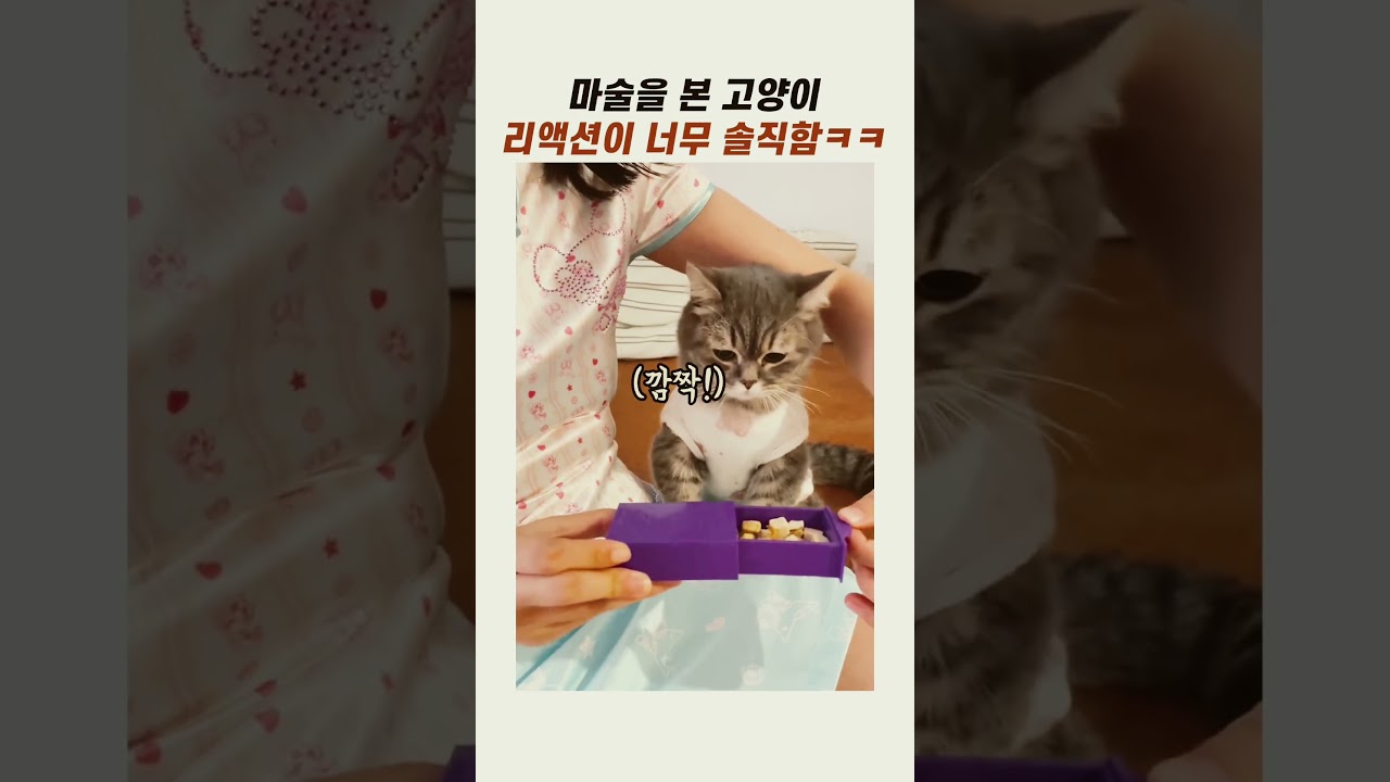 마술을 본 고양이 반응 #귀여운고양이 #냥이 #반려묘