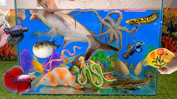Video tổng hợp cá cảnh đẹp, động vật dễ thương, cá mập đen khổng lồ, rắn nâu, bạch tuộc, rùa biển