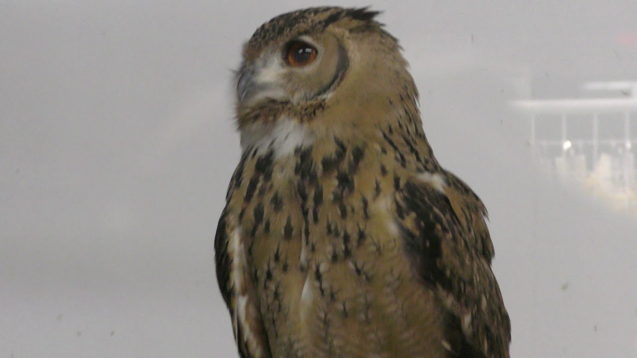 Pharaoh eagle-owl (Kakegawa Kachouen, Shizuoka, Japan) December 10