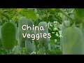 &#39;China&#39;s Veggies&#39; Ep. 8: Winter melon