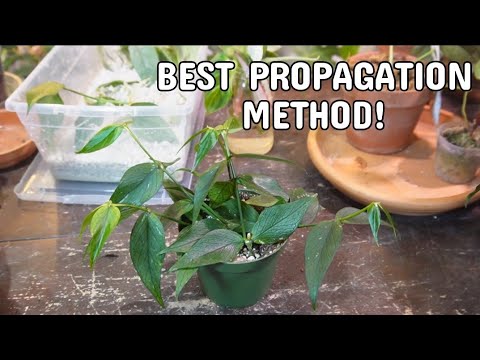 The Best Method To Propagate Hoya Cuttings