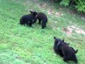 4 Black Bear Cub Wrestling Match in the Smoky Mountains