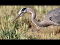 Great Blue Heron catches gopher in 4K