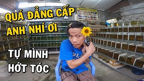 Ông chủ trại cá Betta tự hớt tóc vì không còn cách nào khác