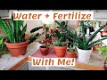 Water + Fertilize My Plants With Me | Routine, Tips and Tricks