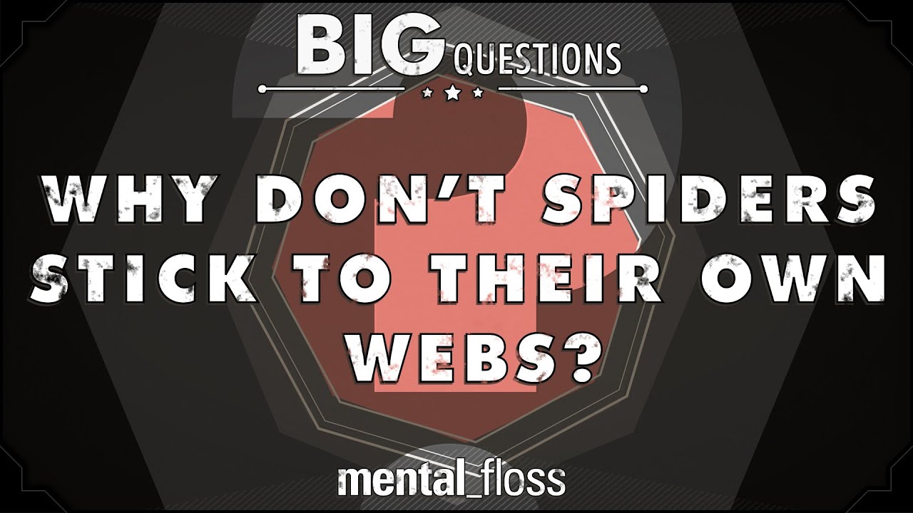 Why spiders don't stick to their webs - Australian Geographic