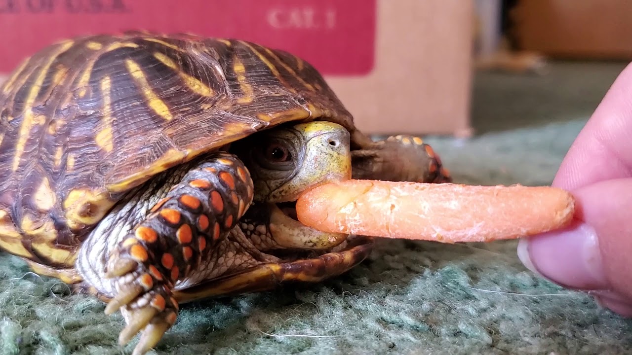 Turtles love carrots! YouTube