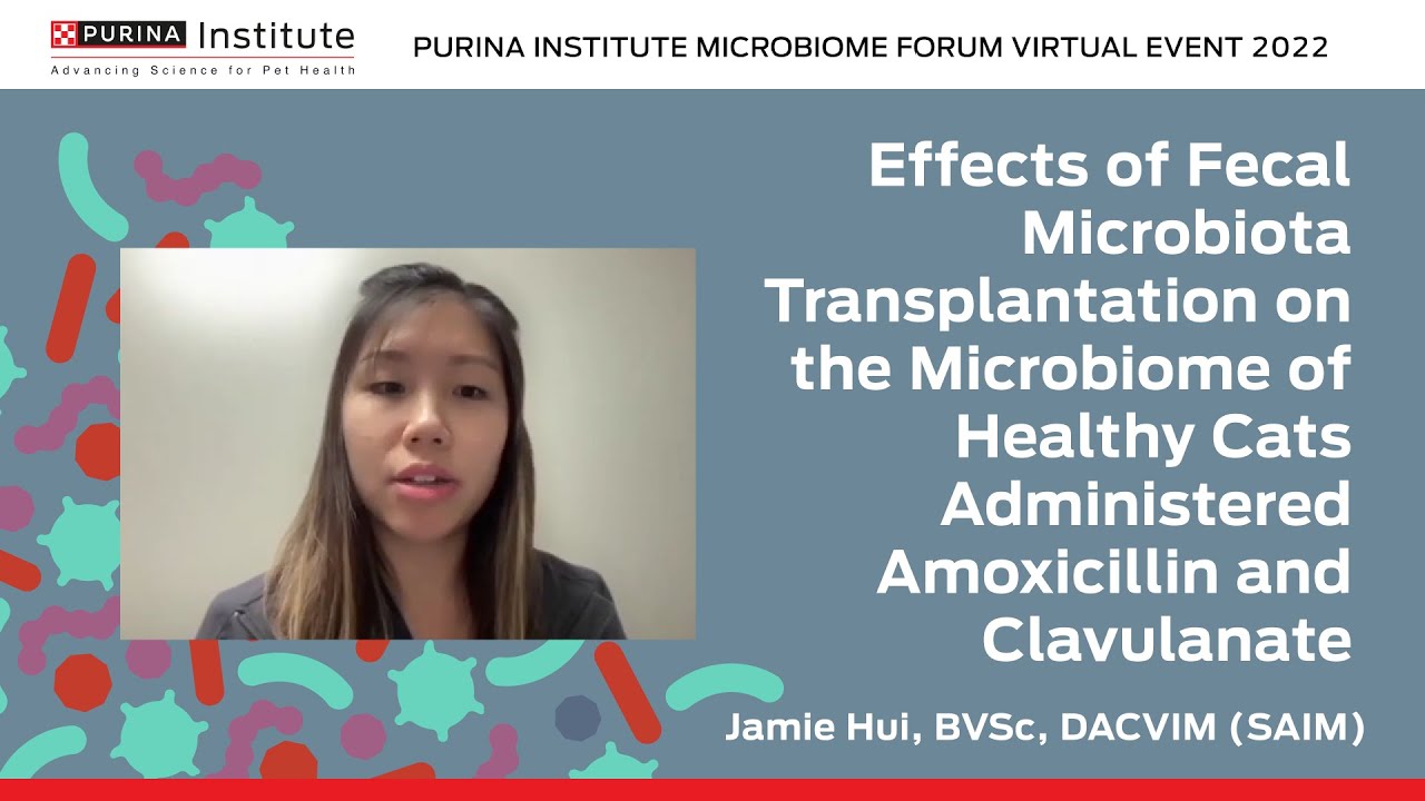 Effects of FMT on the Microbiome of Healthy Cats Administered Amoxicillin-Clavulanate