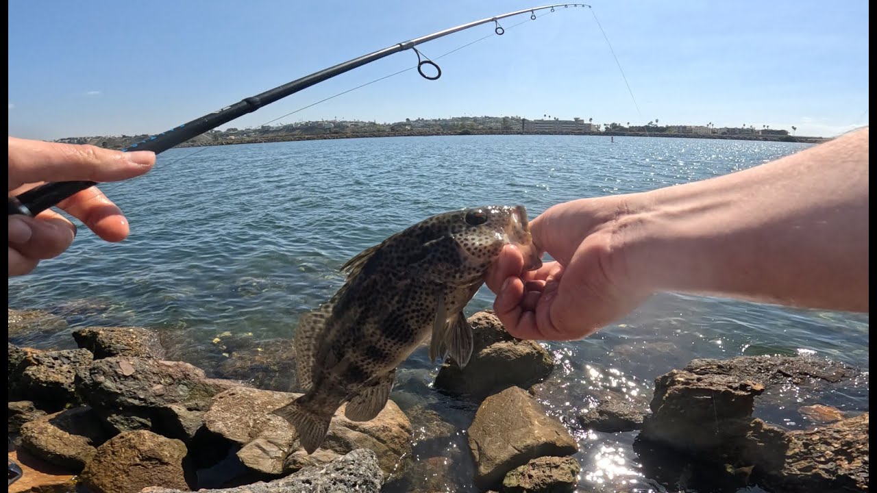 Catching A Halibut, Calico Bass, Spotted Bay Bass, And Sand Bass Fishing Marina Del Rey