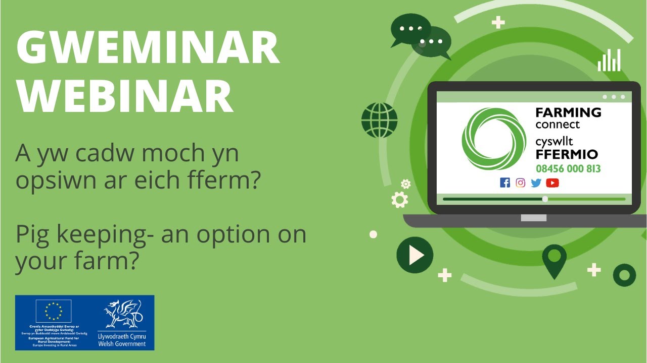 A yw cadw moch yn opsiwn ar eich fferm? / Pig keeping - an option on your farm?