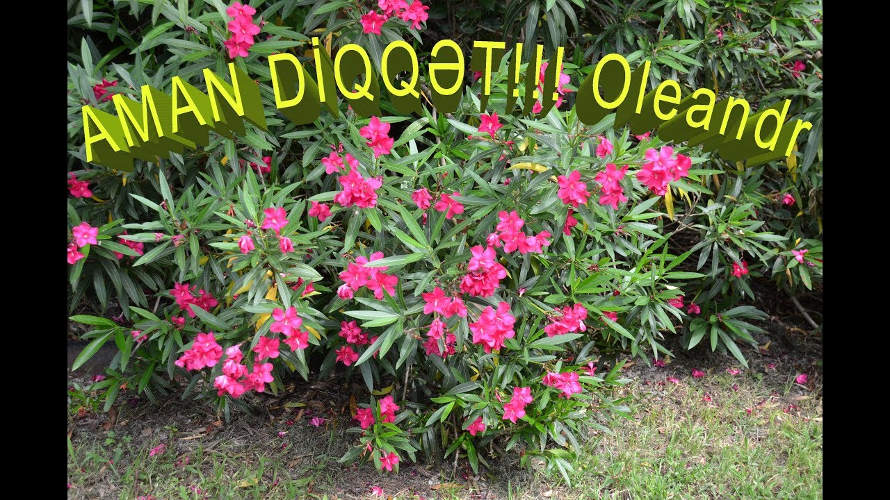 AMAN DİQQƏT! Oleandr (Əsla Əl Vurmayın!!!)