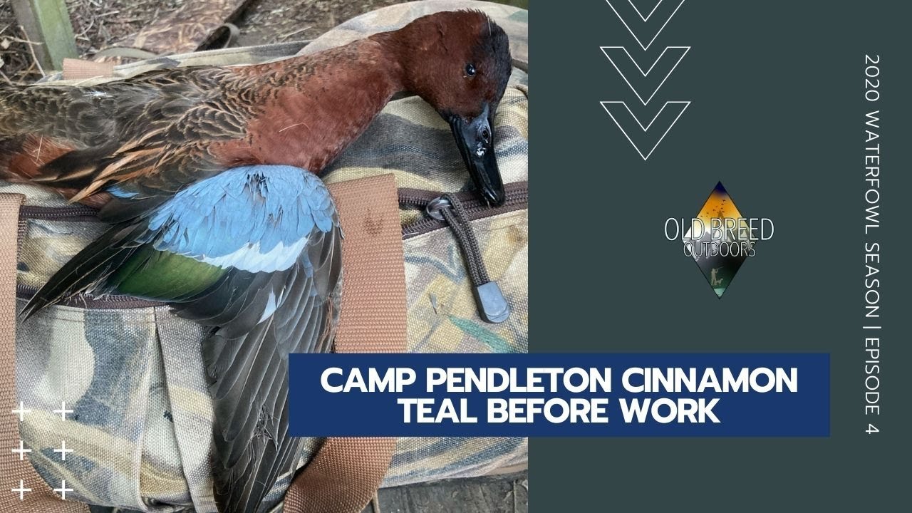Camp Pendleton Cinnamon Teal Before Work | 2020 Waterfowl Season (Ep 4)