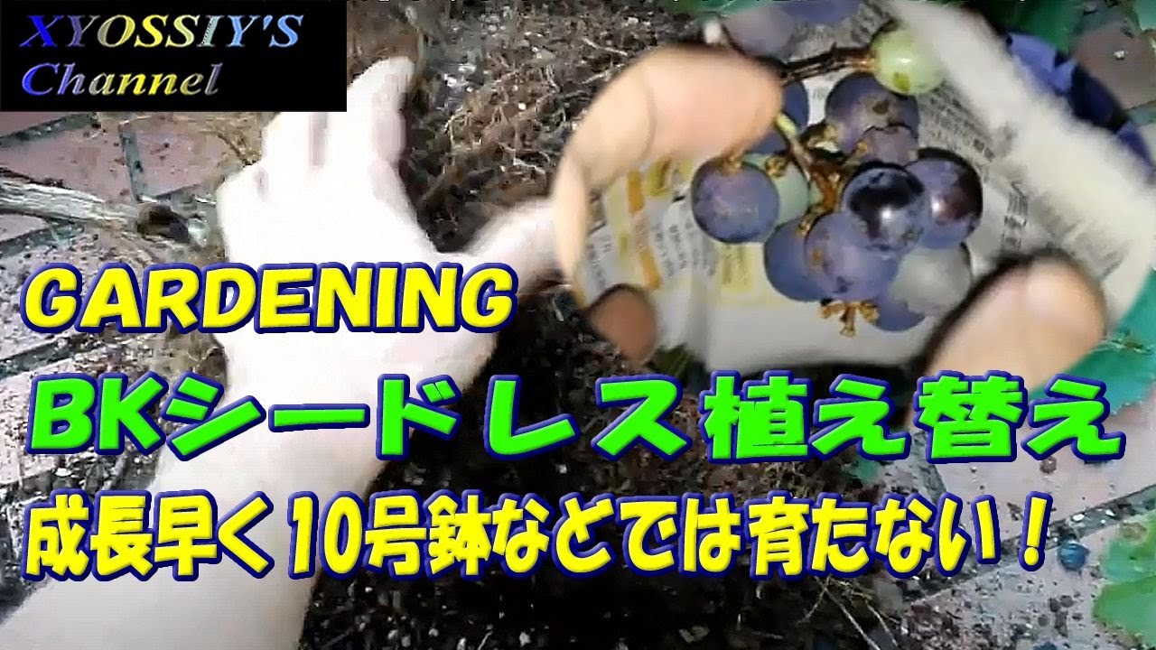 Xyossiyのライフチャンネル ブドウのｂｋシードレスを植え替えました Youtube